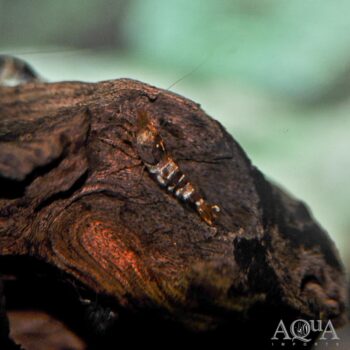 Black Tiger Bee Shrimp (Caridina cf. cantonensis)