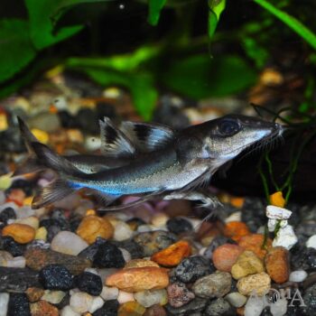 Black Top Mouse Catfish (Hassar orestis)