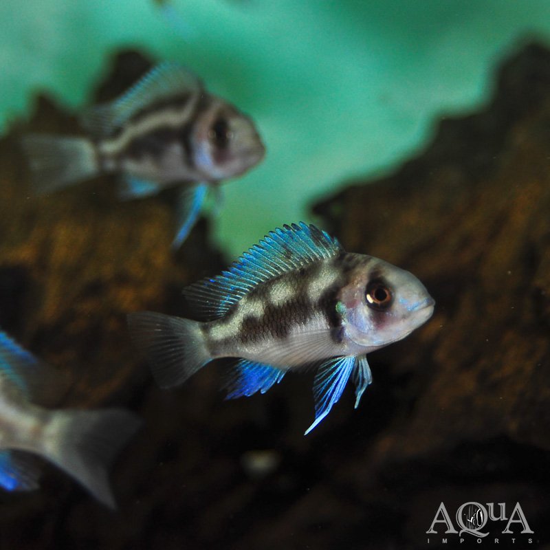 Black Widow Frontosa (Cyphotilapia frontosa)