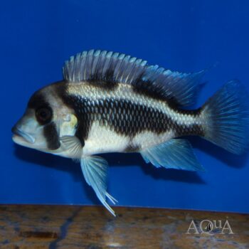 Black Widow Frontosa (Cyphotilapia frontosa)
