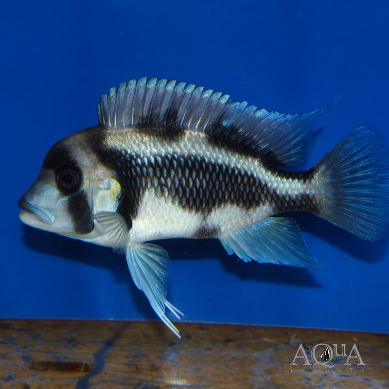 Black Widow Frontosa (Cyphotilapia frontosa)