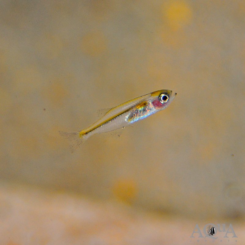 Blackedge Tetra (Tyttocharax madeirae)