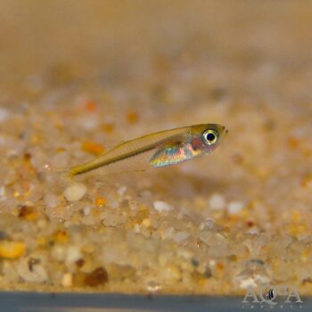 Blackedge Tetra (Tyttocharax madeirae)