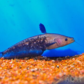 Blackhawk Catfish (Wallagonia micropogon)