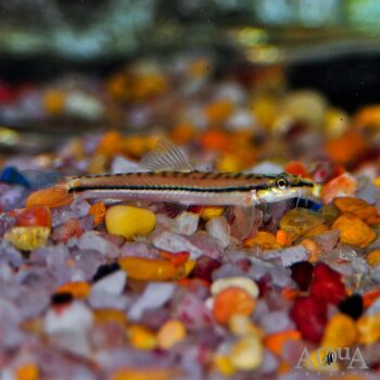 Blackline Torpedo Loach (Nemacheilus longistriatus)