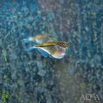 Blackwing Hatchet (Carnegiella marthae)