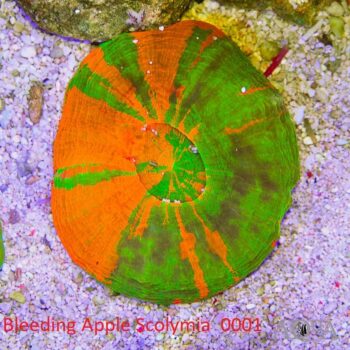 Bleeding Apple Scolymia