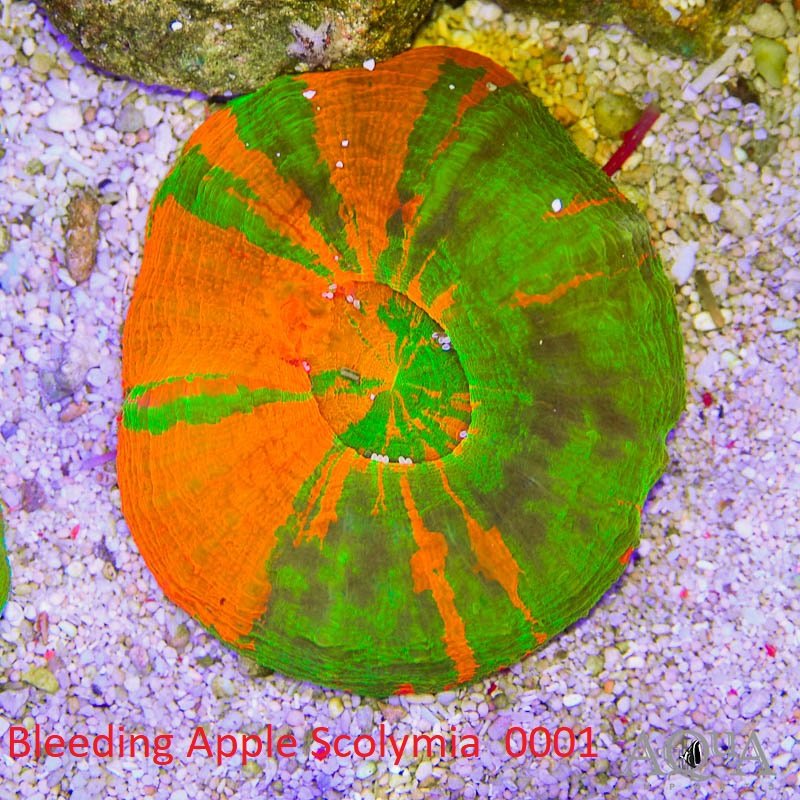 Bleeding Apple Scolymia