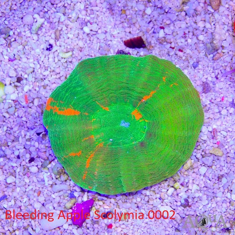 Bleeding Apple Scolymia