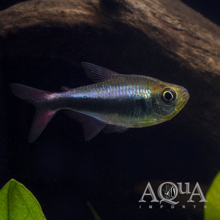 Bleeding Blue Tetra (Hyphessobrycon margitae)