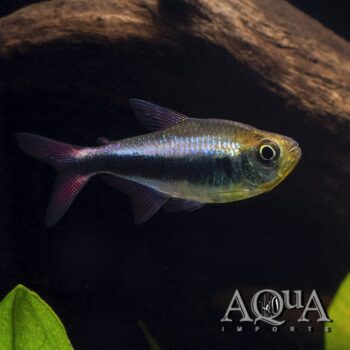 Bleeding Blue Tetra (Hyphessobrycon margitae)