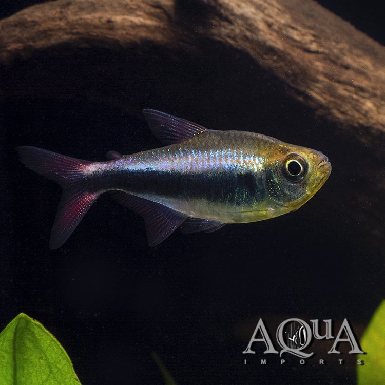 Bleeding Blue Tetra (Hyphessobrycon margitae)