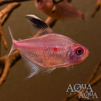 Bleeding Heart Tetra (Hyphessobrycon erythrostigma)