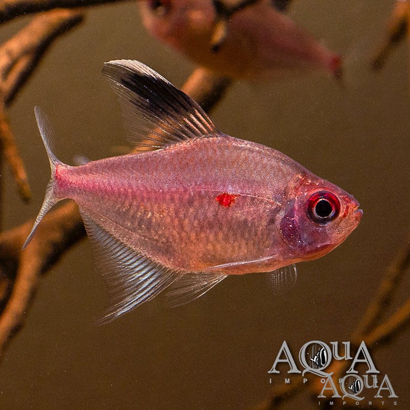 Bleeding Heart Tetra (Hyphessobrycon erythrostigma)