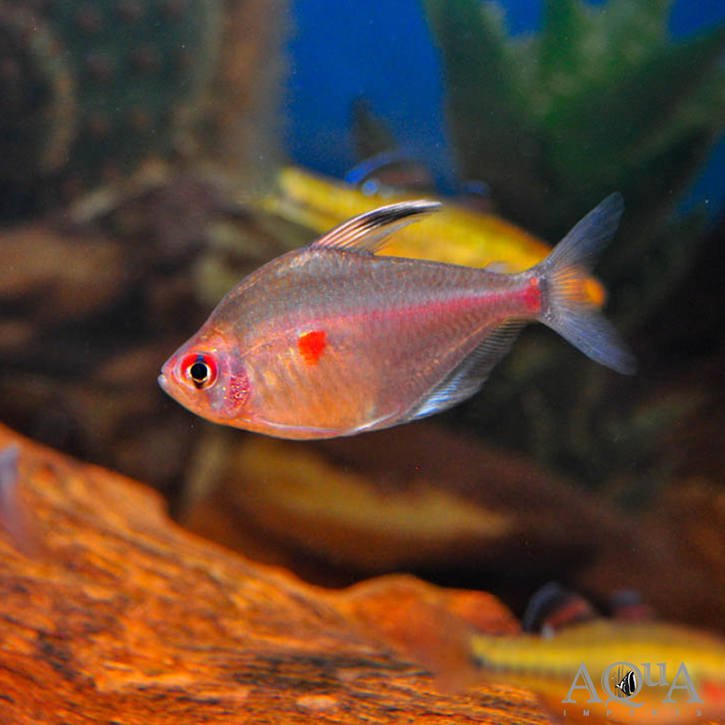 Bleeding Heart Tetra (Hyphessobrycon erythrostigma) - Group of 5