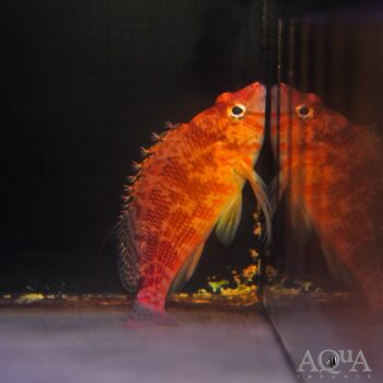 Bleeker’s Hawkfish (Cirrhitichthys bleekeri)