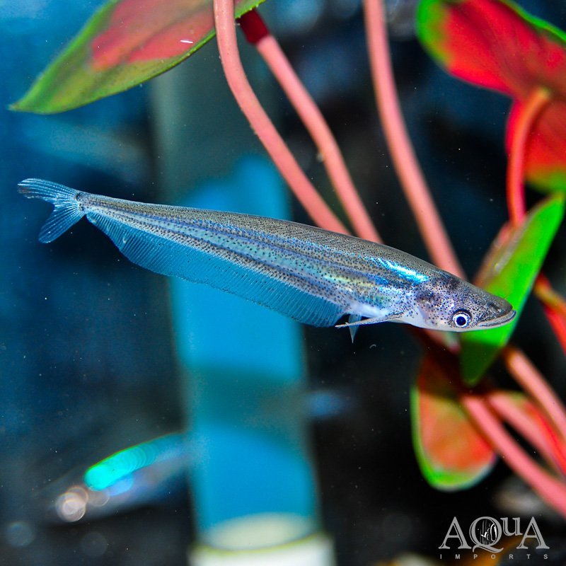 Blue Sheathfish (Phalacronotus bleekeri)