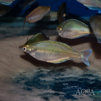 Blehri Rainbow (Chilatherina bleheri)