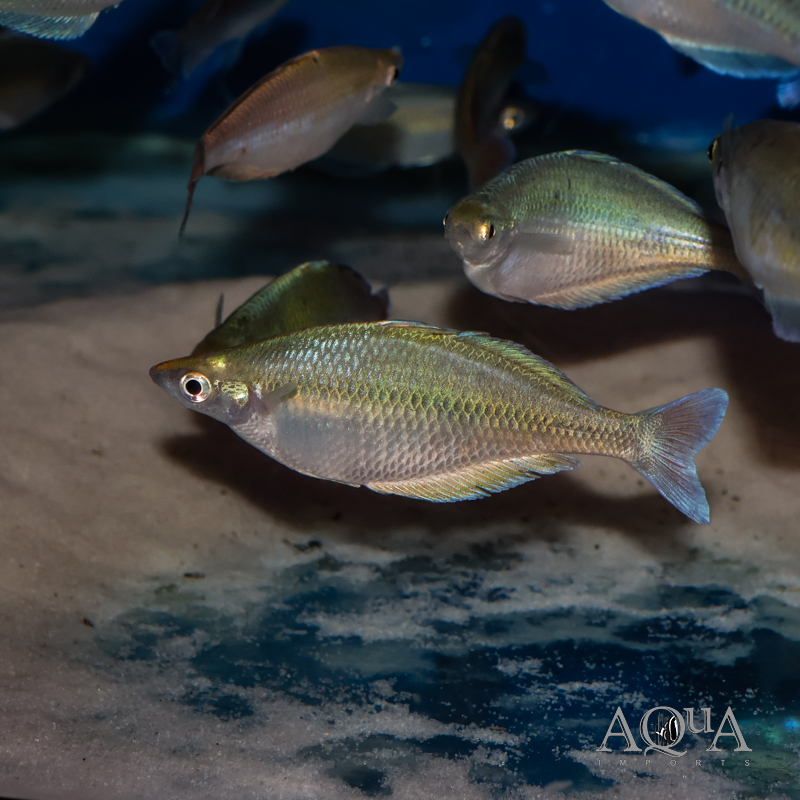 Blehri Rainbow (Chilatherina bleheri)