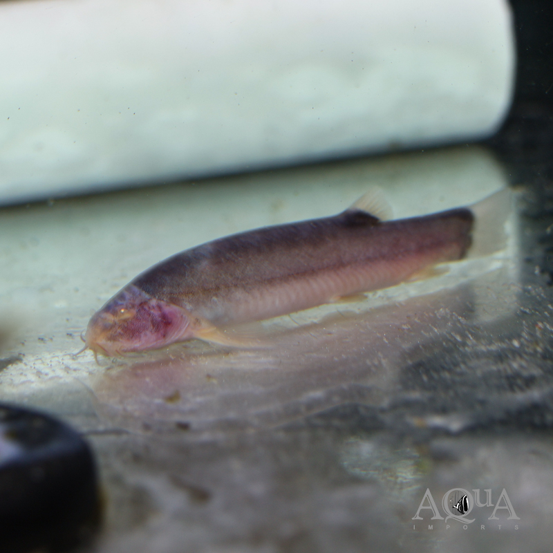 Blind Cave Loach (Lepidocephalus spectrum)