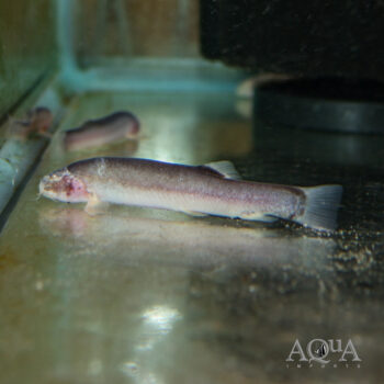 Blind Cave Loach (Lepidocephalus spectrum)