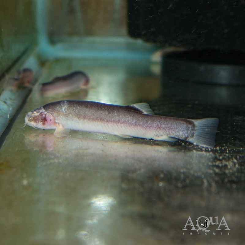 Blind Cave Loach (Lepidocephalus spectrum)
