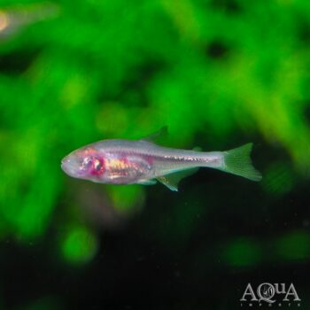 Blind Cave Tetra (Astyanax mexicanus)
