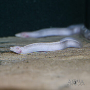 Blind Congo Eel (Caecomastacembelus brichardi)