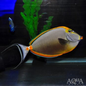 Blonde Naso Tang (Naso elegans)