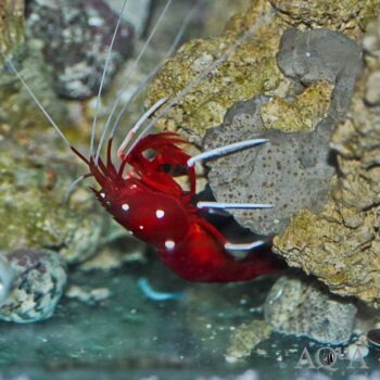 Blood Red Fire Shrimp (Lysmata debelius)