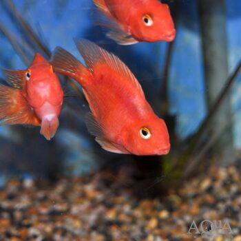 Blood Red Parrot Cichlid