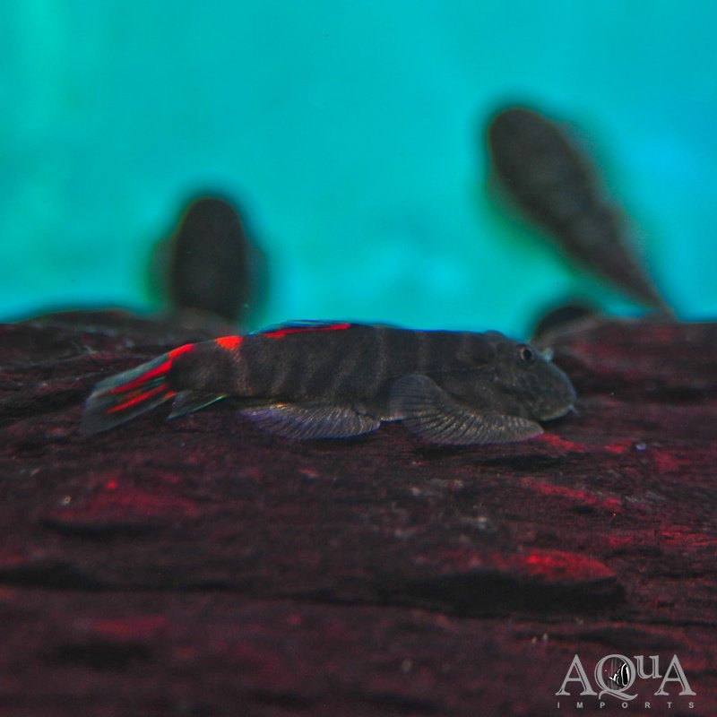 Bloody Mary Hillstream Loach (Gastromyzon sp. 'Bloody Mary')