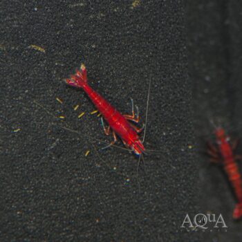 Bloody Mary Shrimp (Neocaridina davidi)
