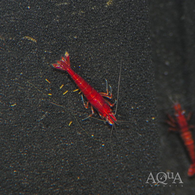 Bloody Mary Shrimp (Neocaridina davidi)