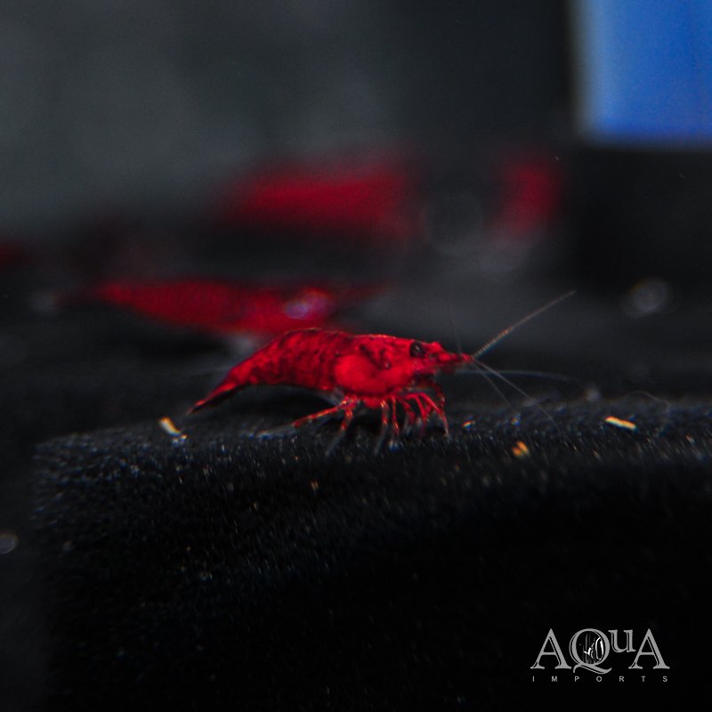 Bloody Mary Shrimp (Neocaridina davidi)