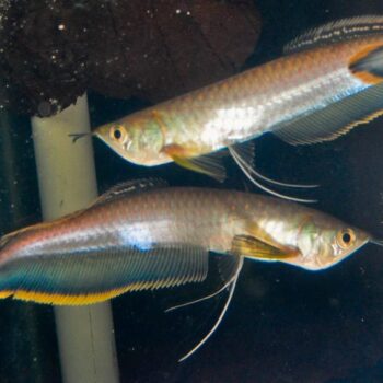 Black / Blue Arowana (Osteoglossum ferreirai)