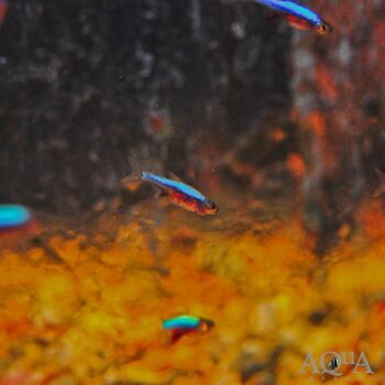Blue Axelrodi Rasbora (Sundadanio axelrodi 'blue')