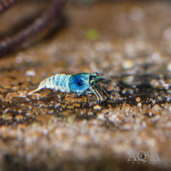 Blue Bolt Shrimp (Caridina cantonensis)