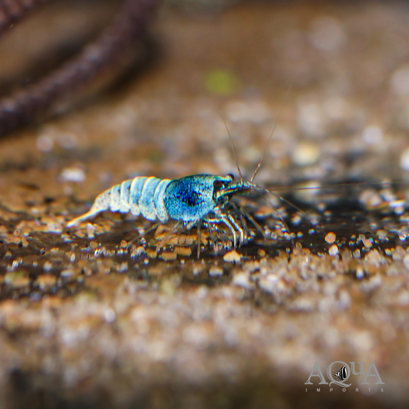 Blue Bolt Shrimp (Caridina cantonensis)
