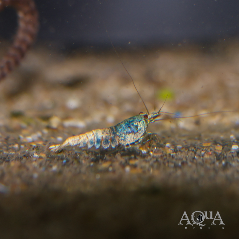 Blue Bolt Shrimp (Caridina cantonensis)