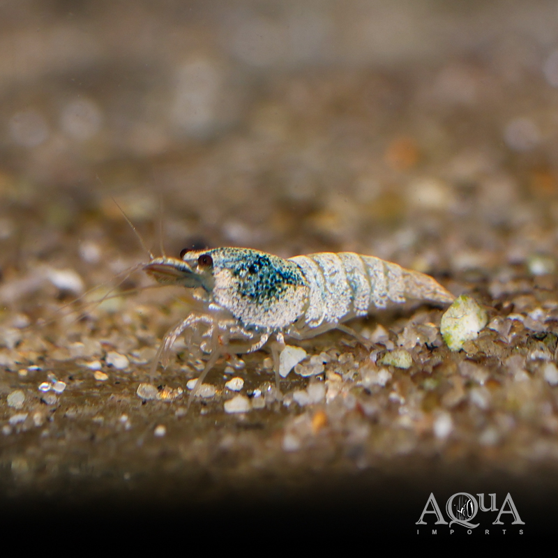 Blue Bolt Shrimp (Caridina cantonensis)