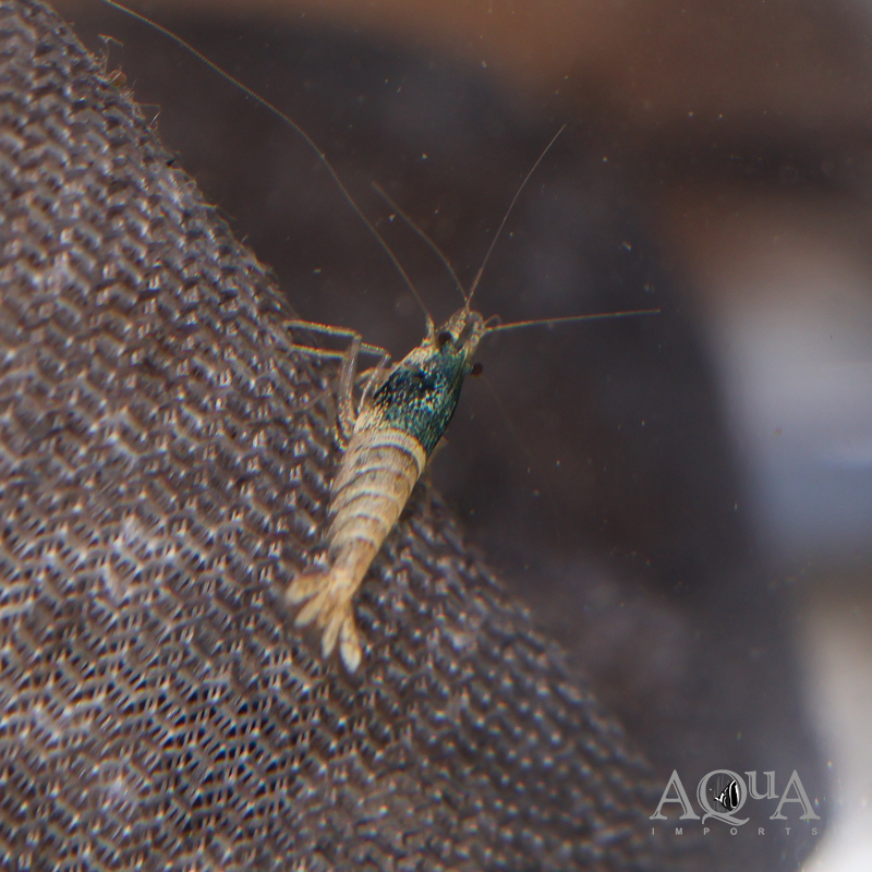 Blue Bolt Shrimp (Caridina cantonensis)