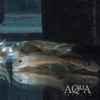 Slender Buffalo Head Cichlid (Steatocranus tinanti)
