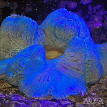 Blue Carpet Anemone (Stichodactyla gigantea)
