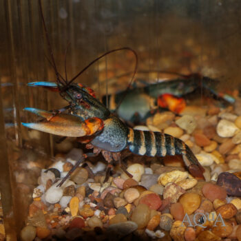 Blue Claw Crayfish (Cherax peknyi)