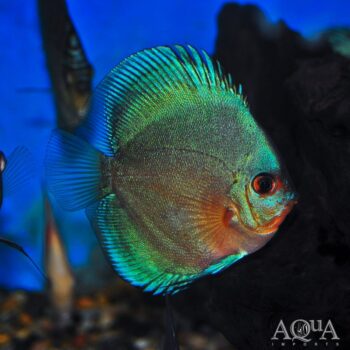 Blue Diamond Discus (Symphysodon discus)