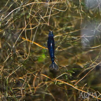Blue Diamond Shrimp (Neocaridina sp.)
