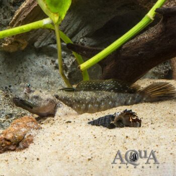 Blue Dragon Mudskipper (Boleophthalmus boddarti)