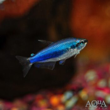 Blue Emperor Kerri Tetra (Inpaichthys kerri)