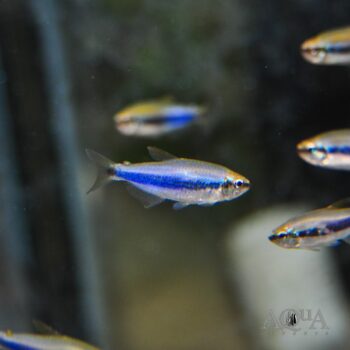 Blue Kerri Tetra (Inpaichthys kerri)